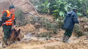 495K views · 11K reactions | Hình ảnh chó nghiệp vụ lùng sục tìm 3...