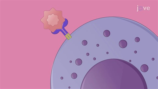 Video: Measurement of Natural Killer Cell Migration in Response to Chemotactic Stimuli - Experiment