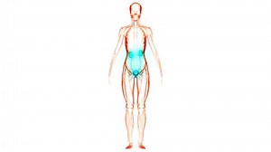Human Urinary System Kidneys with Bladder Anatomy Animation Concept. 3D