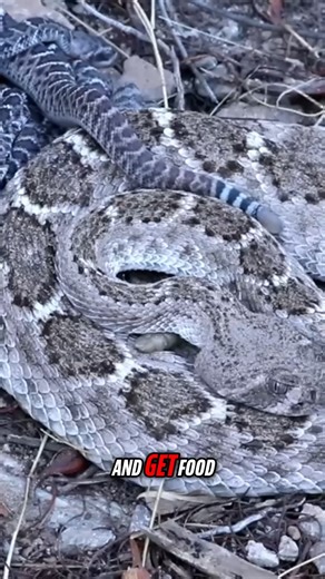 4.1K views · 54 reactions | Baby rattlesnakes are finally here. For a short period of time after being born, they stay with mom ... but as soon as that first shed skin happens (around 10 days after birth), they head out into the world! That's where we are now, with the new babies just starting to show up on properties after a bit of a delay. #reels #reelsfb #snakes #snakelover #WildlifeStories | Toxicity Animals | Facebook