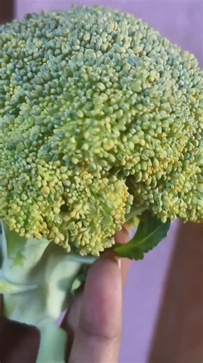 Broccoli Benefits#Good For Health#பச்சை பூ#youtubeshorts #Shorts