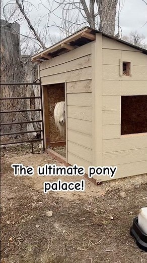 Custom shed for my pony and his cat! ❤️