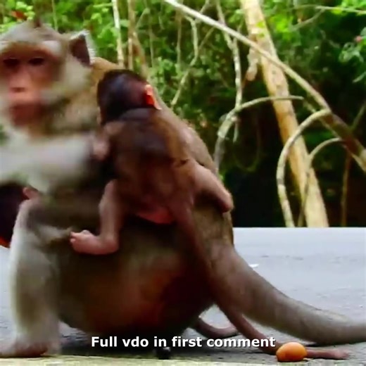 Sadly, Monkey Anna Behaves Badly and Mercifully to Baby Monkey Tilly 🥲 Check full vdo in first comment | Hello Monkey