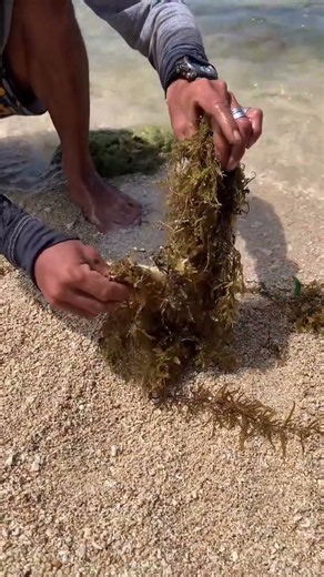 Unbelievable Beach Catch: Finding a Big Fish Hidden Under Seaweed! 🌊🐟