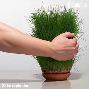 This "inside-out" planter lets you grow plants without soil. 📹 terraplanter | GIGadgets