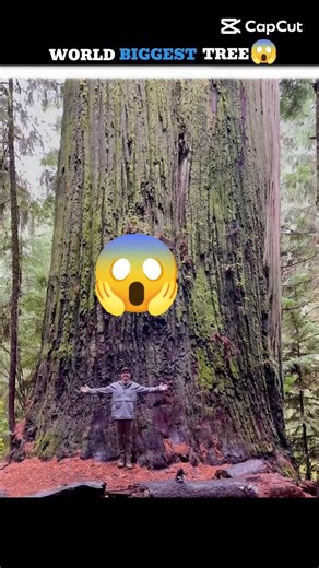 Biggest Tree in World 😱 #shorts #facts #odvutfacts #amazingfacts