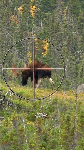 Where to Shoot a Moose with a Gun | Hunting Tips #animals #moose #hunting #howto