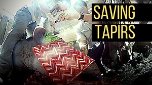 60K views · 194 reactions | Brazilian conservation biologist Patrícia Medici has spent two decades studying tapirs, South America’s largest land mammal, in the Atlantic Forest, the Pantanal wetlands, and the Cerrado grassland. Read more: https://news.mongabay.com/2020/06/worlds-top-tapir-expert-prepares-for-unprecedented-amazon-mission/ | Mongabay.com | Facebook