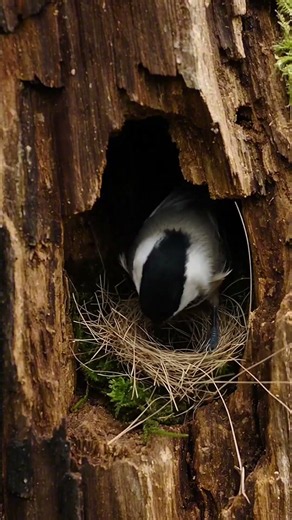 Black-capped Chickadee Finds A Perfect Awesome Nest Location inside Tree🌴 #birds ##wildlife #nature