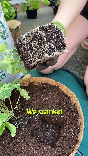 How to grow nasturtiums in a hanging basket! #flowergardening #gardeningforbeginners