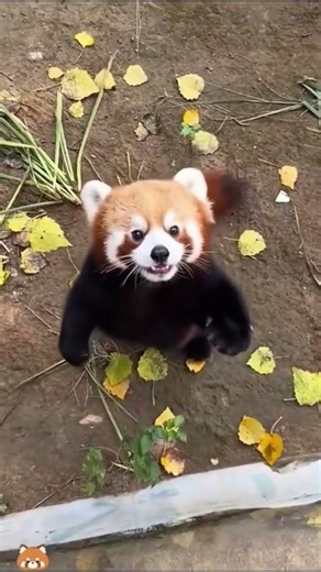 Cute Red Pandas Compilation