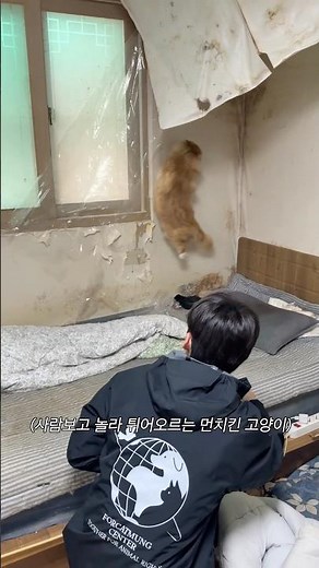 Rescuing a Munchkin cat with a guardian and a home #PocatMungCenter #Cat #Kitten