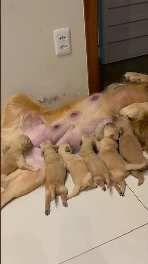 Mother golden retriever nurses her puppies in Ubaira, Brazil