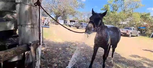 Little Blues is only a week or two shy of turning a year old!! Can you believe it!! We can’t. Blues was born in the Saha sanctuary when we rescued his mum Rhythm in foal with him. Only a few weeks after her arrival,and still in poor condition, Blues was born. Here Deb is doing some driving with him. This teaches how to steer left and right, forward reverse and stop. It gives him a job to do and is so educational for him. He loves the interaction and we actually are shocked he hasn’t been adopted