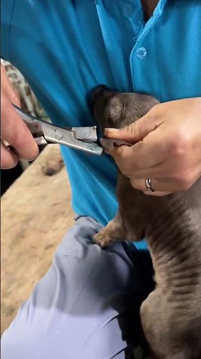 Piggy ear tagging 👀