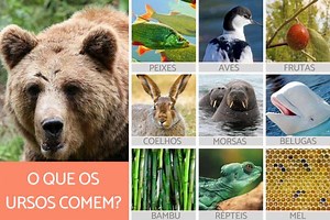O que os URSOS COMEM? - curiosidades e alimentação por tipo de urso