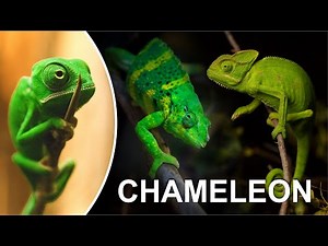 CHAMELEON (compilation)