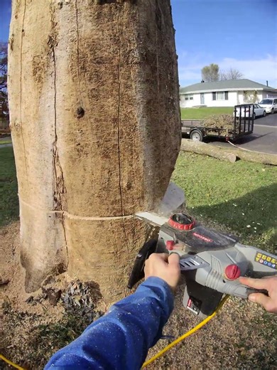 GOLDEN TREE #gold #chainsaw #challenge #monkey #video #tree #trending #asmr #ash #climb #money #life