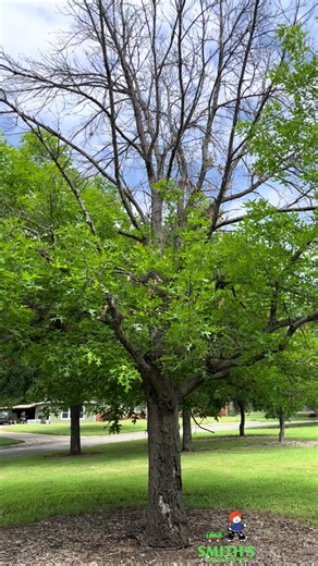 🌳 See the lasting effects of wood-boring insects on this tree. Even though the borers have moved on, their mark remains. Learn to spot the signs! 🪵#smithsgardentown #treepest #treehealth #treetrouble #pestdamage #treeborers #treeborer #borers #landscape #treemaintenance #treeservice