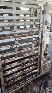 These wilson livestock trailers clean up super easy with no inside post to have to work around every 16” #wilson #farmer #farming #livestock #cattle | Nick Richard
