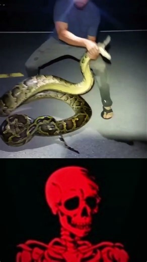 python on road #edit