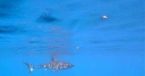 Researchers say great white shark population off East Coast is booming