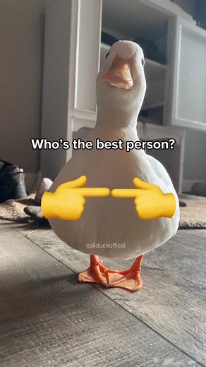 Funny Duck Memes Compilation | Guess Who?