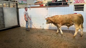 250K views · 941 reactions | 1st in his class - Best Simmental Calf, sponsored by the Irish Simmental Cattle Society Lot - 497 Breed - SIX out of CHX dam Weight - 455kgs Price - €1,400 Price per kg - €3.08/kg DOB - 25-01-2023 Breeder and seller - Christopher Vahey Auctioneer - Raymond Clarke | Thatsfarming.com | Facebook