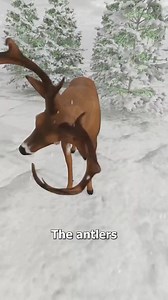 419K views · 1.9K reactions | « Les bois étonnants des cerfs : le cycle de croissance et de renouvellement » | French D. Films | Facebook