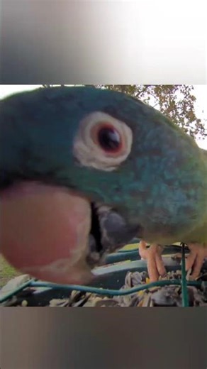👑 Wild Conures, Florida 🌴 (Blue-crowned Parakeets)