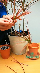 Dracaena marginata propagation (dragon tree) ☺️ ➡️Cut off any of the branches ➡️Remove some of the lower leaves, so there are empty nodes that can grow roots ➡️Put the cutting in water ➡️Place next to a window, in bright indirect light ➡️Replace water weekly ➡️Once the roots get 1-2 inches long, you can pot in soil I could have cut off a whole cane and propagated it, but I would've gotten only one plant. By cutting off branches from a single cane, I can get multiple plants from a single plant. T