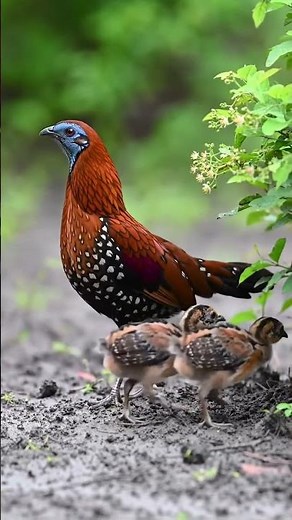 Animal birds