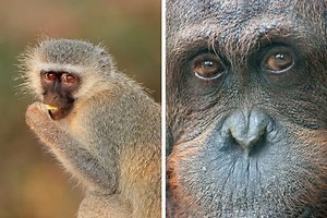 Monkey vs Ape: What's the Difference?
