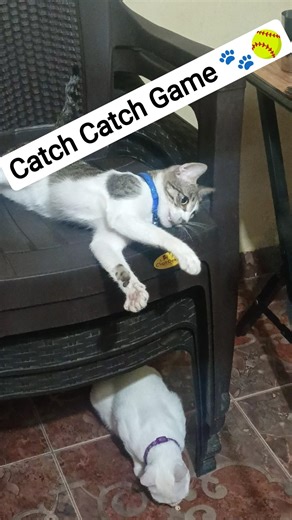 Catch Catch Game 🐾🥎 #shorts #catplaying #funnyanimals