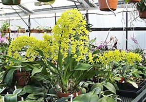 Grammatophyllum - Alchetron, The Free Social Encyclopedia