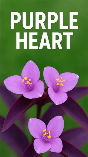 Purple Heart Plant 💜 #purplehearts #purpleheart #shorts