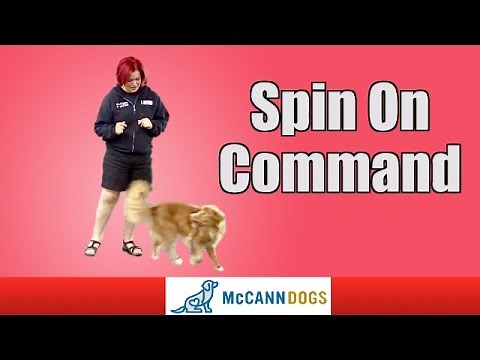 Dog Tricks: Teach Your Dog To Spin On Command