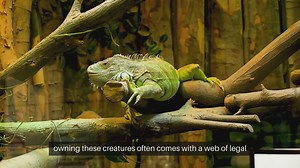 Exotic Pets Legal Requirements and Licensing