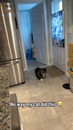 Not in the kitchen 💀 @I Can’t Even (🎥:@LC) | cat