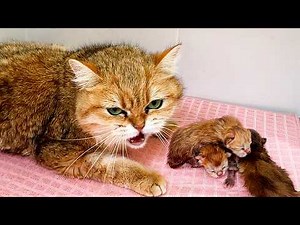 The cat gives birth to kittens and hisses. Loud meowing 10 minutes after birth.