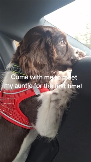 A Journey with My Springer Spaniel: First Car Trip Highlights