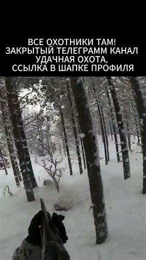 Охота на лисицу на норе #охотник #hunting #охота #охотаналису #лиса