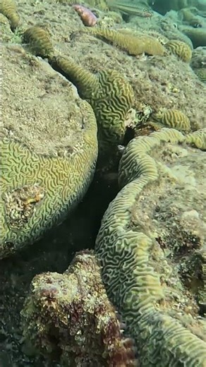 Octopus Unreal Color Shift Up Close 🐙👀🌊