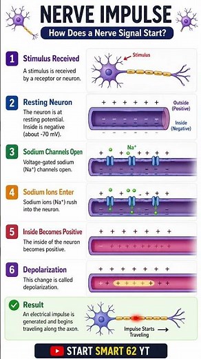 Nerve Impulse Explained Step-by-Step | How Nerve Signals Travel