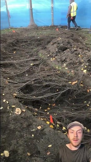 Exposing a tree's roots with an AirSpade!
