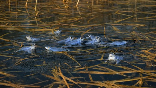 Blue frogs gather in a spring pond