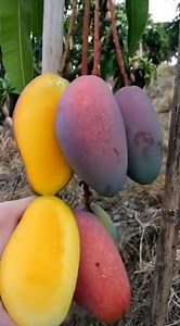 3.6K views | Harvest and grow the most nutritious fruits... | Factory Worker | Facebook