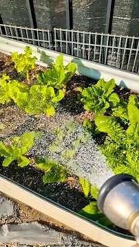 How to water plants in the fall Time ! Tips for Beginners #garden #plants #fall