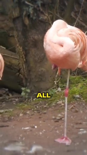 . . #animals #wildlife #pets #Facts #DidYouKnow #interestingfacts #TrueFacts #DailyFacts #WorldFacts #FactLovers #FactWorld #ScienceFacts #HistoryFacts #AnimalFacts #FunFacts #ViralFacts #fblifestyle | Facts Animals | Facebook