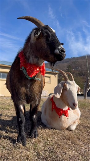 The DAM goats are in the Christmas spirit. Even got a little smile out of Maryann at the end 😅 #goats | Dam Whiskey Co.